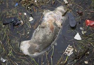 Мертвых свиных туш в реке Шанхая уже больше девяти тысяч