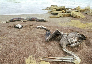В Перу отмечен новый случай массовой гибели животных