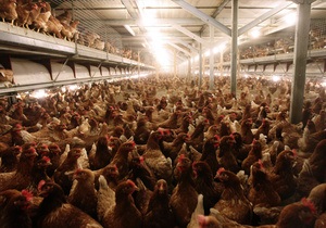 Украина более чем в 2 раза нарастила экспорт курятины, на треть сократив ее импорт