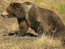 В Македонии за кражу меда осужден медведь