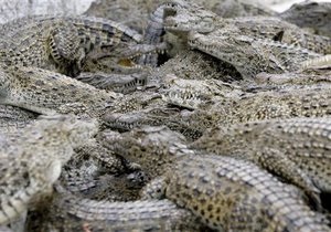 В Таиланде из-за наводнения с фермы сбежали около ста крокодилов