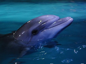 Экологи требуют закрыть киевский дельфинарий