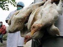 Украинские врачи запретили ввозить мясо птицы из Польши