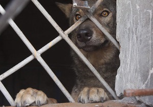 Сбежавший в Донецке волк вернулся домой