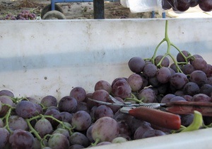 В Одесской области на виноградниках 37 человек отравились ядохимикатами