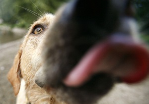 СМИ: Ретривер пресс-атташе посольства США отравился ядом для бездомных собак в киевском парке