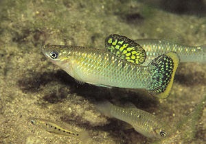 Гомосексуальность мелких тропических рыбок оказалась средством привлечения самок