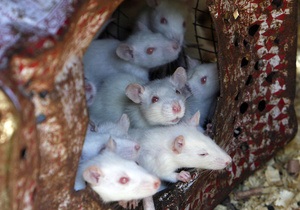 На территории Хэнфордского ядерного комплекса в США завелись радиоактивные мыши