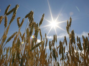 В Украине собрано уже более 50 млн тонн зерна