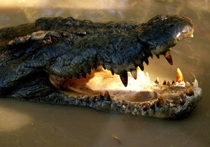 В ЮАР из-за наводнения с фермы сбежали 15 тысяч крокодилов