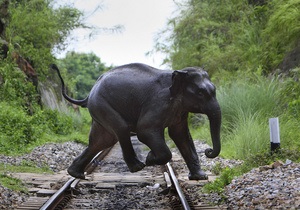 В Индии под колесами поезда погибли семь слонов