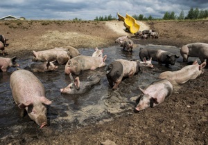 В Нидерландах фермер обустроил для своих свиней  грязепарк 