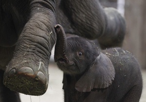 Слонов в Киевский зоопарк привезут в 2012 году