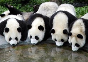 Ученые: Геном панды очень похож на геном собаки