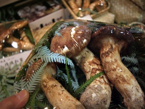 Из-за аномально теплой погоды в Подмосковье выросли грибы