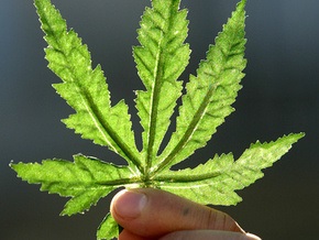 Афганистан становится мировым лидером поставок марихуаны
