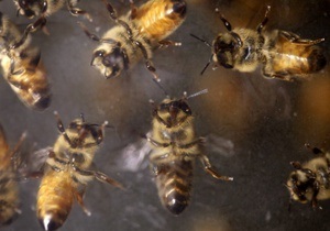 В Техасе пчелы насмерть закусали пожилую пару