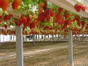 Корреспондент: Не работа, а малина