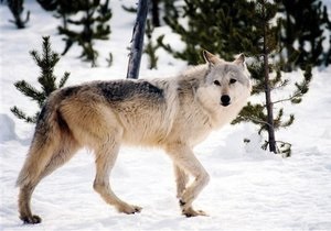 В Якутії введено режим надзвичайної ситуації через нашестя вовків