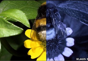 Погляд на світ очима бджіл