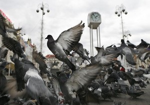 В Іспанії за годування голубів введуть штраф до 20 тис. євро
