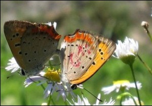 Українська служба Бі-бі-сі: Як метелики уникають сексуальних домагань