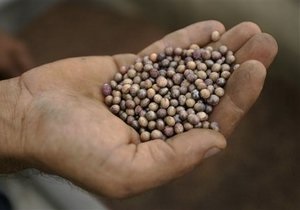 ГМО-культури - вирощування - Україна