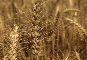 Урожай зерна в Україні перевищив 57 млн тонн. За кордон скерували вже майже 7 млн тонн