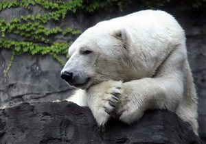 Помер символ нью-йоркського зоопарку ведмідь Гус