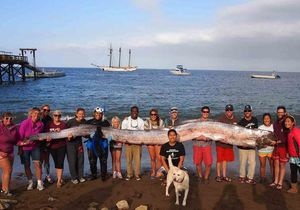 Cельдяной король. В Калифорнии обнаружили рыбу длиной 5,5 метров