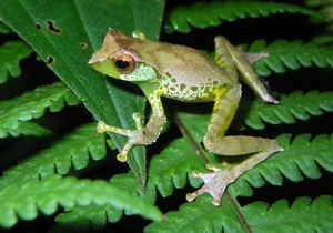 Крокуючий сом і солодкоголоса жаба: WWF розповів про нові види, відкриті в долині річки Меконг