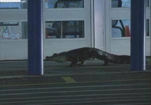 В США двухметровый аллигатор попытался забраться в торговый центр
