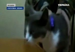 В Молдове поймали кота, проносившего в тюрьму наркотики