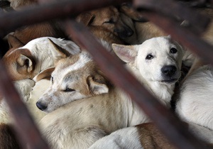 Собаки у В єтнамі. Вже більше, ніж просто страва на обід