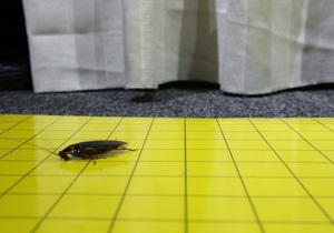Ученые предлагают использовать тараканов-киборгов для исследования зданий