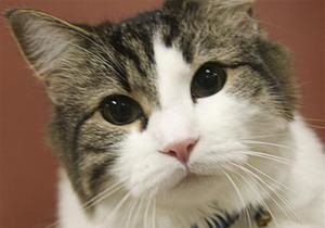 Кот - В Молдове  разоблачили  кота, проносившего в тюрьму марихуану