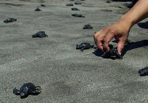 Влада Сальвадору повідомляє про масову загибель морських черепах