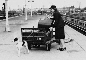 ВВС: Маловідома історія. Як під час війни нищили домашніх улюбленців