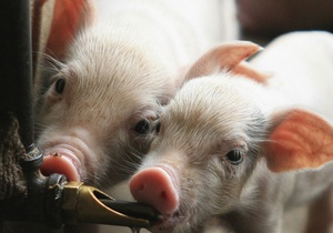 Другий найбільший виробник свинини у США готує експансію в Україні