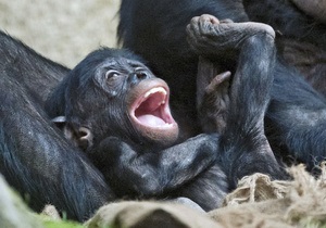 Мавпи - дослідження - Люди і бонобо схожі в емоційному розвитку - вчені