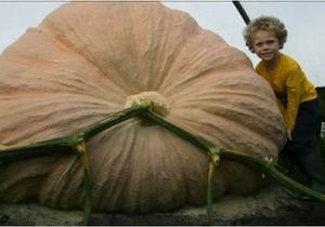 У США фермер виростив гарбуза вагою майже тонну