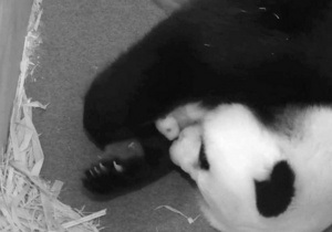 Кінець історії. Гігантська панда з Единбурзького зоопарку більше не вагітна