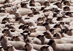 новости Одесской области - граница - овцы - пастух - пограничники - Украинско-молдавскую границу из-за уснувшего пастуха нелегально пересекли 150 овец