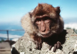 Новини Гібралтару - туристи - У Гібралтарі на туристів напали мавпи