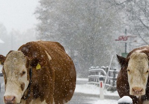 У США через снігопади загинули близько 100 тисяч корів