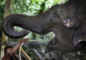 Новости науки: Слоны понимают жесты людей на уровне интуиции