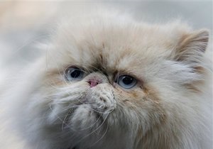 Новини Росії: кішку з балкона челябінця оштрафували на 10 тисяч рублів