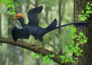 У древней птицы обнаружили два хвоста
