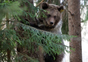 Новости россии - медведи: Медведь пытался попасть в закрытый военный город, прорыв подкоп под ограждением