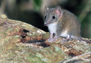 Самцы сумчатых погибают из-за частого секса